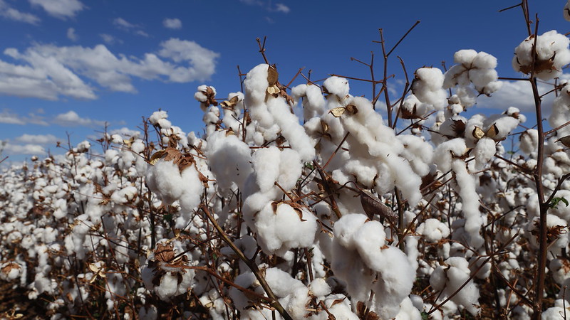 Manejo responsável impulsiona desenvolvimento econômico no agronegócio baiano
