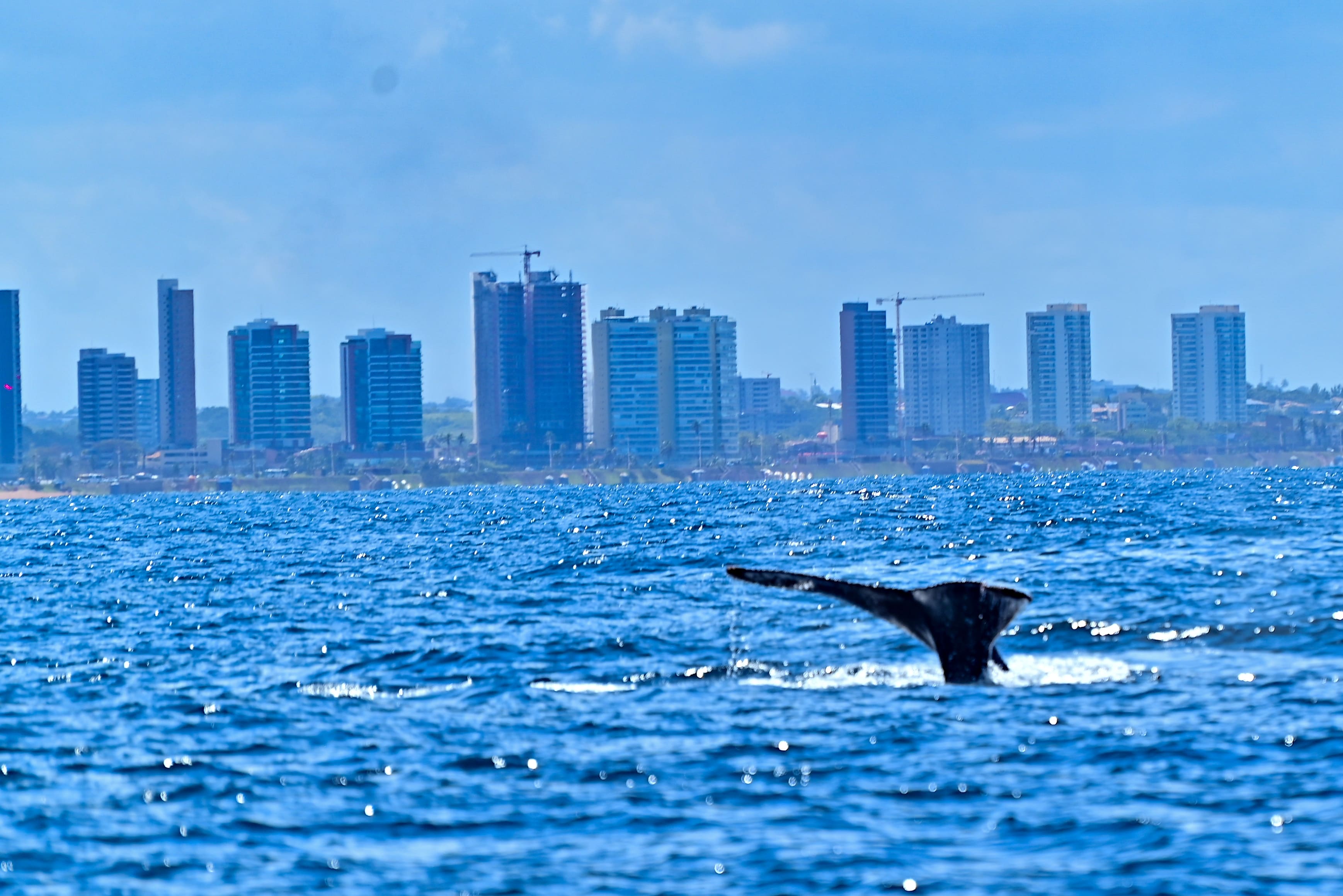 Prefeitura lança temporada das baleias-jubarte e fortalece Salvador como destino do turismo de natureza